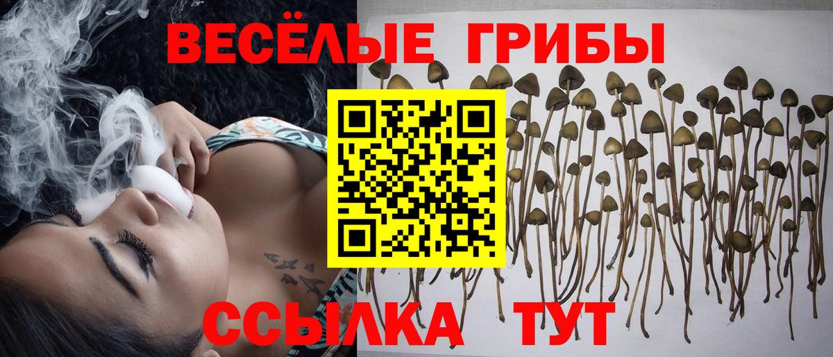 Галлюциногенные грибы Psilocybine cubensis Калуга